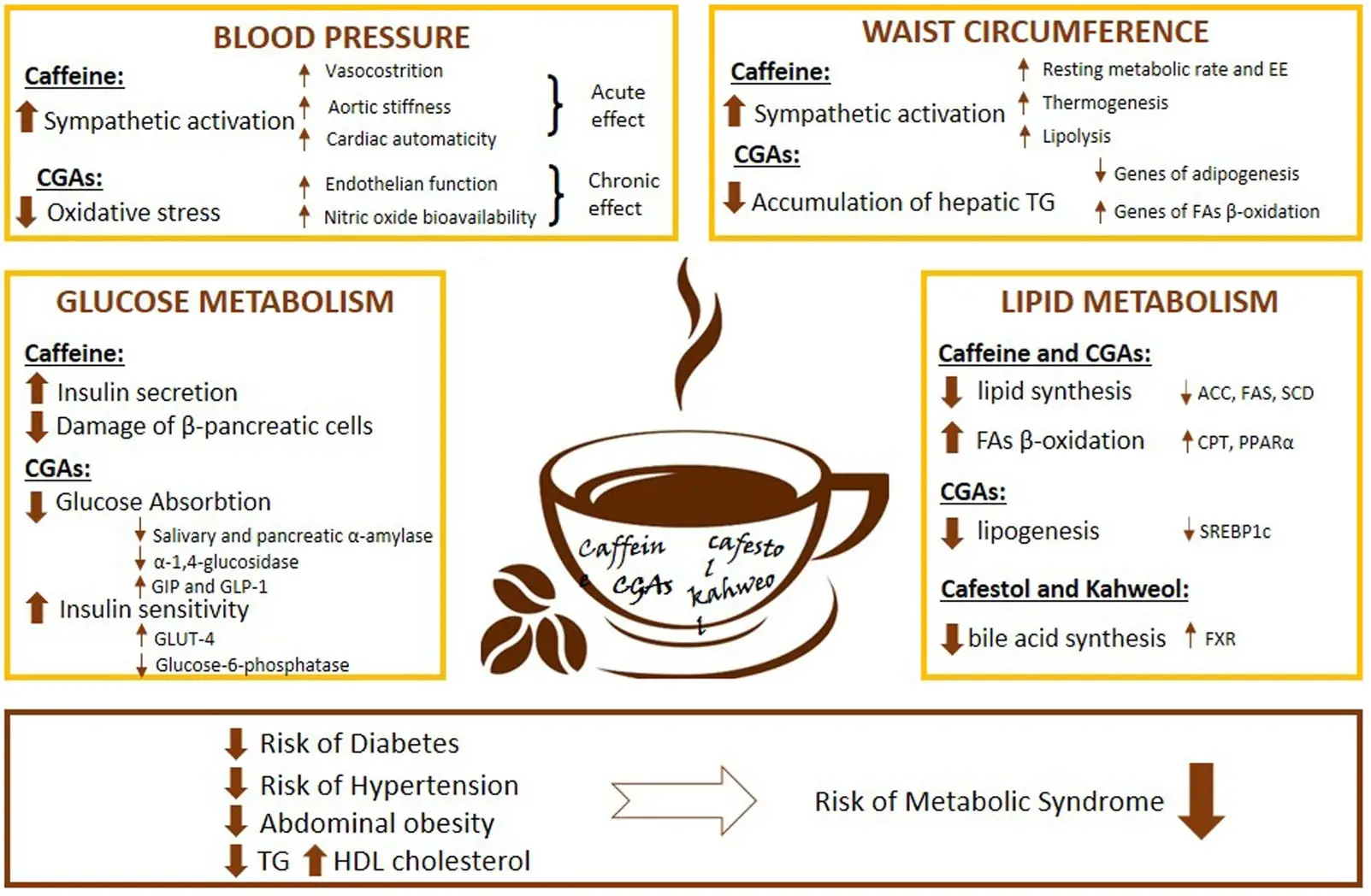 dampak kopi bagi kesehatan dampak kopi bagi kesehatan